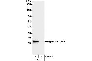Western Blotting (WB) image for anti-gamma Histone Variant H2AX (GAMMA-H2AX) (Ser140) antibody (ABIN7449557) (gamma H2AX 抗体  (Ser140))