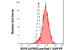Separation of EGF stimulated A431 cell suspension stained using anti-human EGFR (pY992) (EM-12) purified antibody (concentration in sample 1 μg/mL, GAM PE, red-filled) from EGF stimulated A431 cell suspension unstained by primary antibody (GAM PE, black-dashed) in flow cytometry analysis (intracellular staining). (EGFR 抗体  (Tyr992))