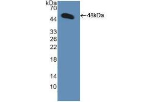 Western blot analysis of recombinant Human GDF2. (GDF2 抗体  (AA 32-427))