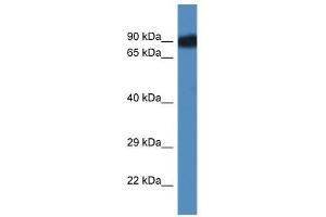 Western Blot showing Scyl3 antibody used at a concentration of 1.