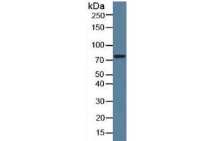 Rabbit Detection antibody from the kit in WB with Positive Control: Human hela cell lysate. (CAPN1 ELISA 试剂盒)