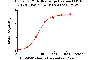 ELISA plate pre-coated by 1 μg/mL (100 μL/well) Human VEGFA , His tagged protein (ABIN6964094) can bind Anti-VEGFA Neutralizing antibody in a linear range of 3. (VEGFA Protein (His tag))