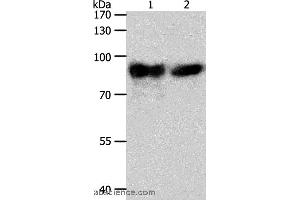 Western blot analysis of Mouse heart tissue and hela cell, using ACO2 Polyclonal Antibody at dilution of 1:400