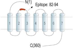 Representative domain view of the target of ABIN7885087.