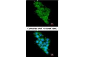ICC/IF Image Immunofluorescence analysis of methanol-fixed HepG2, using NDUFA12, antibody at 1:200 dilution. (NDUFA12 抗体  (full length))