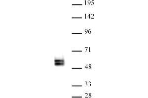 TCF7 antibody (pAb) tested by Western blot. (TCF7 抗体  (N-Term))
