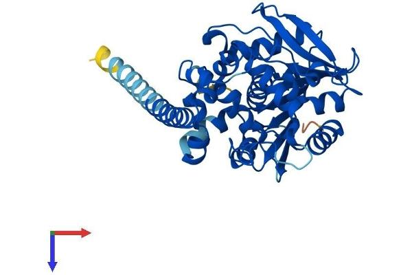 EPHX4 Protein (AA 1-362) (His tag)
