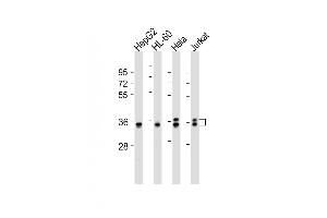 All lanes : Anti-AKR7L Antibody (Center) at 1:2000 dilution Lane 1: HepG2 whole cell lysates Lane 2: HL-60 whole cell lysates Lane 3: Hela whole cell lysates Lane 4: Jurkat whole cell lysates Lysates/proteins at 20 μg per lane. (AKR7L 抗体  (AA 207-237))