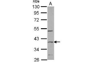 WB Image Sample (50 ug of whole cell lysate) A: mouse brain 10% SDS PAGE antibody diluted at 1:2000 (SPOP-B 抗体  (Center))