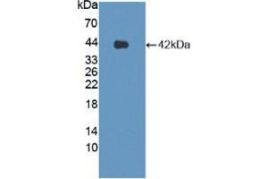 Western blot analysis of recombinant Human LPHN3. (LPHN3 抗体  (AA 1105-1447))
