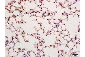 Formalin-fixed and paraffin embedded rat lung labeled with Anti KLK6 Polyclonal Antibody,Unconjugated (ABIN759101) at 1:200 followed by conjugation to the secondary antibody and DAB staining. (Kallikrein 6 抗体  (AA 217-244))
