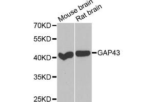 Western blot analysis of extracts of various cell lines, using GAP43 antibody. (GAP43 抗体)