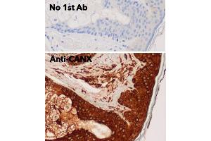 Immunohistochemistry (IHC) image for anti-Calnexin (CANX) (C-Term) antibody (ABIN1440006) (Calnexin 抗体  (C-Term))