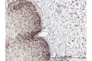 Immunoperoxidase of purified MaxPab antibody to LHX4 on formalin-fixed paraffin-embedded human esophagus. (LHX4 抗体  (AA 1-390))