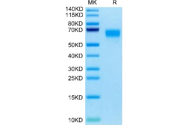 alpha 2 Antiplasmin Protein (AA 27-490) (His tag)
