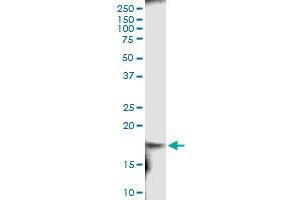 Immunoprecipitation of RARRES2 transfected lysate using anti-RARRES2 MaxPab rabbit polyclonal antibody and Protein A Magnetic Bead , and immunoblotted with RARRES2 MaxPab mouse polyclonal antibody (B01) . (Chemerin 抗体  (AA 1-163))