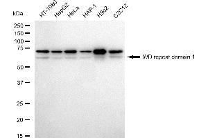 Western blotting analysis using WD repeat domain 1 antibody (ABIN7800852).