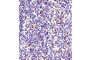 (ABIN6242660 and ABIN6578661) staining beta Tubulin in mouse thymus tissue sections by Immunohistochemistry (IHC-P - paraformaldehyde-fixed, paraffin-embedded sections). (TUBB 抗体  (AA 46-78))