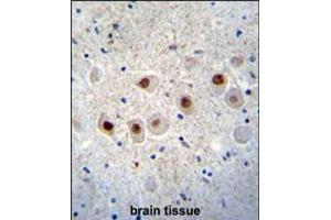 RBM14 Antibody immunohistochemistry analysis in formalin fixed and paraffin embedded human brain tissue followed by peroxidase conjugation of the secondary antibody and DAB staining. (RBM14 抗体  (C-Term))