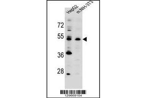 Western blot analysis in HepG2,mouse NIH-3T3 cell line lysates (35ug/lane). (KCMF1 抗体  (C-Term))