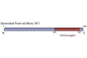 Image no. 4 for anti-Syntaxin Binding Protein 1 (STXBP1) (AA 18-1) antibody (ABIN967911) (STXBP1 抗体  (AA 18-1))