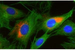 Indirect immunofluorescence on 3T3 cells (dilution 1 : 250; red) in combination with the monoclonal antibody against α-tubulin (cat. (BET1L 抗体  (AA 3-86))
