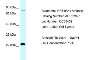 Western Blotting (WB) image for anti-Ribosomal Protein S6 Kinase A4 (RPS6KA4) (C-Term) antibody (ABIN2789279) (MSK2 抗体  (C-Term))