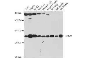 Western blot analysis of extracts of various cell lines, using ERp29 Rabbit mAb (ABIN7266943) at 1:1000 dilution. (ERP29 抗体)
