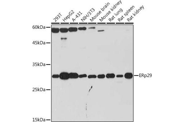 ERP29 抗体
