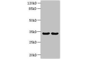 Western blot All lanes: ROGDI antibody at 1. (ROGDI 抗体  (AA 14-287))