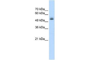 PRPF19 antibody used at 1. (PRP19 抗体)