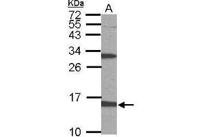 WB Image Sample (50 ug of whole cell lysate) A: mouse stomach 15% SDS PAGE antibody diluted at 1:1000 (PTS 抗体)
