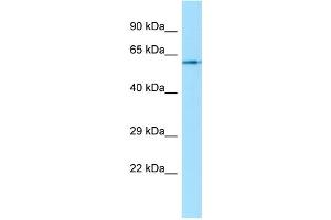 WB Suggested Anti-CHRM1 Antibody Titration: 1. (CHRM1 抗体  (C-Term))