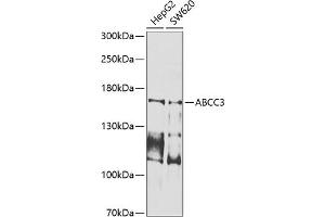 Western blot analysis of extracts of various cell lines, using  antibody (ABIN6133257, ABIN6136359, ABIN6136360 and ABIN6225178) at 1:1000 dilution. (ABCC3 抗体  (AA 830-950))