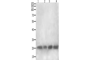 Gel: 12+15 % SDS-PAGE, Lysate: 40 μg, Lane 1-4: RAW264. (CLEC4A 抗体)
