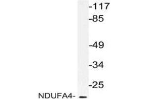 Western blot: analysis of NDUFA4 antibody staining in extracts from RAW264.