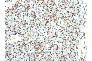 Formalin-fixed, paraffin-embedded Rat Pancreas stained with Histone H1 Mouse Recombinant Monoclonal Antibody (r1415-1). (Recombinant Histone H1 抗体)