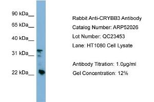 WB Suggested Anti-CRYBB3  Antibody Titration: 0. (CRYBB3 抗体  (Middle Region))