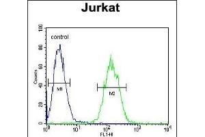 ETS1 Antibody (N-term) (ABIN654675 and ABIN2844370) flow cytometric analysis of Jurkat cells (right histogram) compared to a negative control cell (left histogram). (ETS1 抗体  (N-Term))