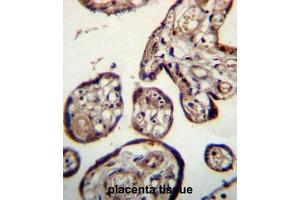 CALU Antibody (C-term) immunohistochemistry analysis in formalin fixed and paraffin embedded human placenta tissue followed by peroxidase conjugation of the secondary antibody and DAB staining. (CALU 抗体  (C-Term))