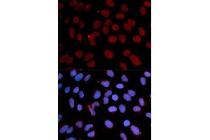 Immunofluorescence (IF) image for anti-Lamin B1 (LMNB1) antibody (ABIN1873553) (Lamin B1 抗体)