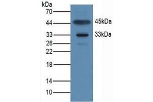 Western blot analysis of Rat Muscle Tissue. (APOA1BP 抗体  (AA 118-282))