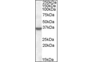 Image no. 3 for anti-Annexin A1 (ANXA1) (C-Term) antibody (ABIN375081) (Annexin a1 抗体  (C-Term))