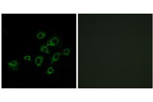 Immunofluorescence analysis of A549 cells, using LILRA1 antibody. (LILRA1 抗体  (Internal Region))