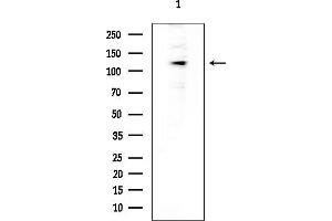 Western blot analysis of lysates from COLO205 cells(heat-shock treatment), using UNC13D Antibody at 1/1000 dilution.