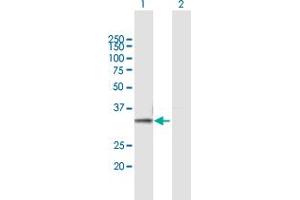 Western Blot analysis of PSMB7 expression in transfected 293T cell line by PSMB7 MaxPab polyclonal antibody.