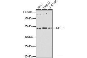 Western blot analysis of extracts of various cell lines using GLUT3 Polyclonal Antibody at dilution of 1:1000. (SLC2A3 抗体)