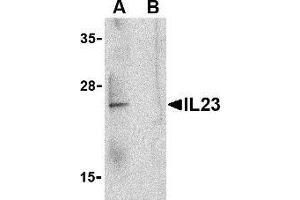 Western blot analysis of IL-23 in Raji lysate with AP30418PU-N IL-23 antibody at 1 μg/ml in the (A) absence and (B) presence of blocking peptide. (IL23A 抗体  (C-Term))