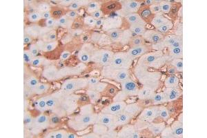 Used in DAB staining on fromalin fixed paraffin- embedded Kidney tissue (NAPA 抗体  (AA 1-295))