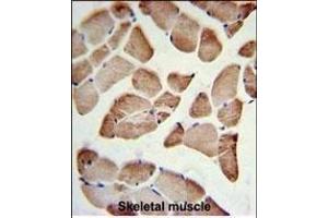 LFNG Antibody (Center) (ABIN653477 and ABIN2842898) IHC analysis in formalin fixed and paraffin embedded skeletal muscle followed by peroxidase conjugation of the secondary antibody and DAB staining. (LFNG 抗体  (AA 86-114))